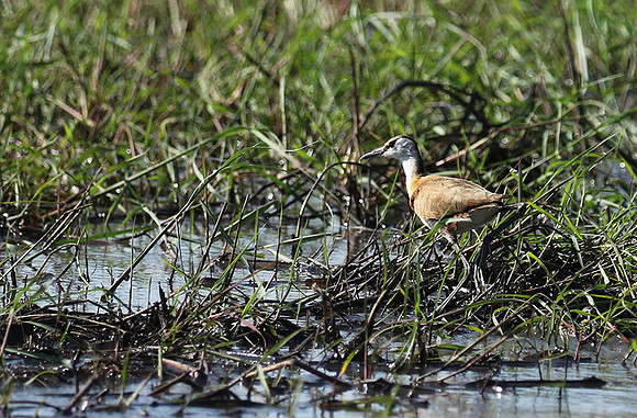 Lesser jacana