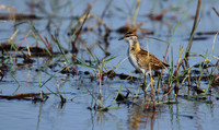 Lesser jacana