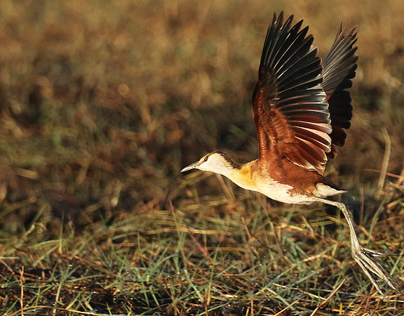 Lesser jacana