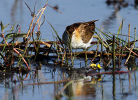 Lesser jacana