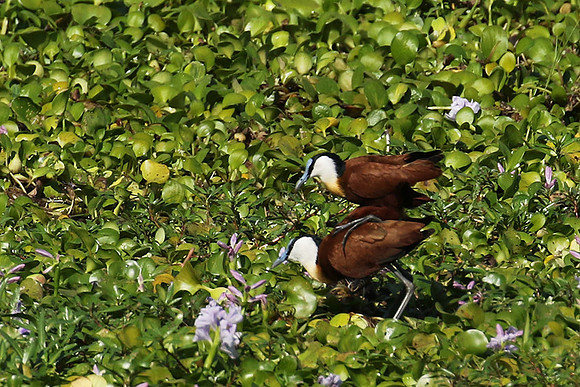 African jacana