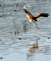Lesser jacana