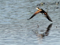Lesser jacana
