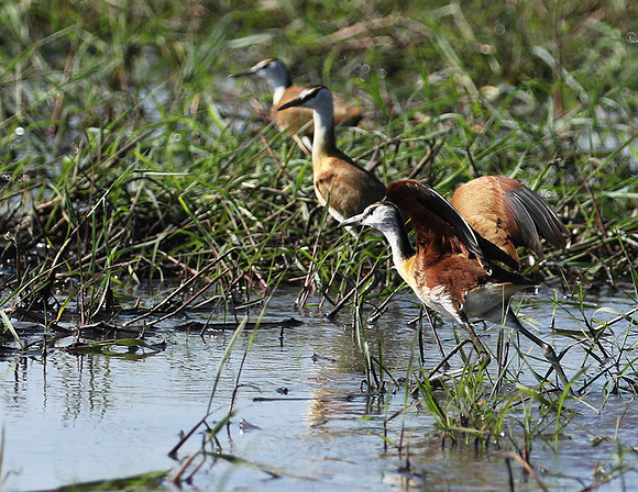 Lesser jacana