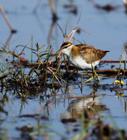 Lesser jacana
