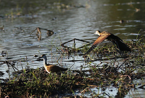 Lesser jacana