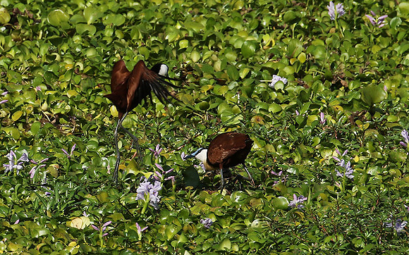 African jacana