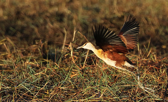 Lesser jacana