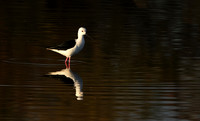 Black-winged stilt - Hwange NP