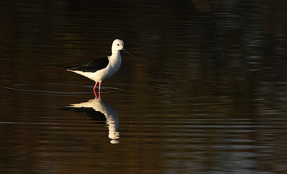 Black-winged stilt - Hwange NP