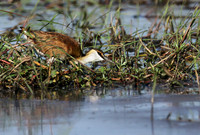 Lesser jacana