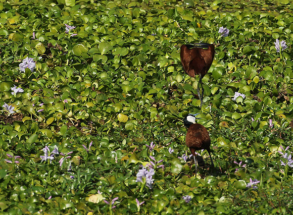 African jacana