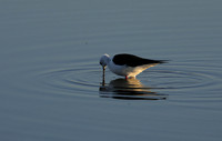 Black-winged stilt - Hwange NP