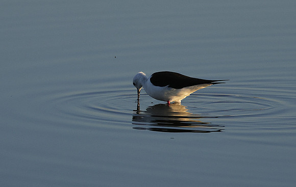 Black-winged stilt - Hwange NP
