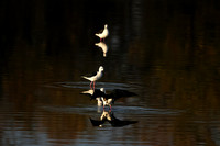 Black-winged stilt - Hwange NP