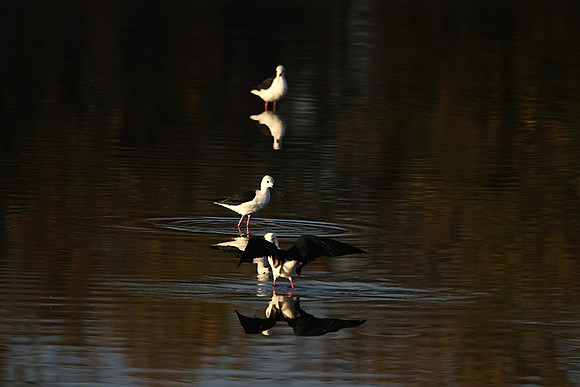 Black-winged stilt - Hwange NP