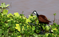 African jacana - Grumeti (Serengeti)