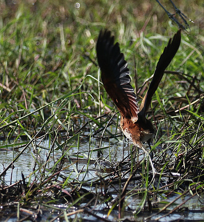 Lesser jacana