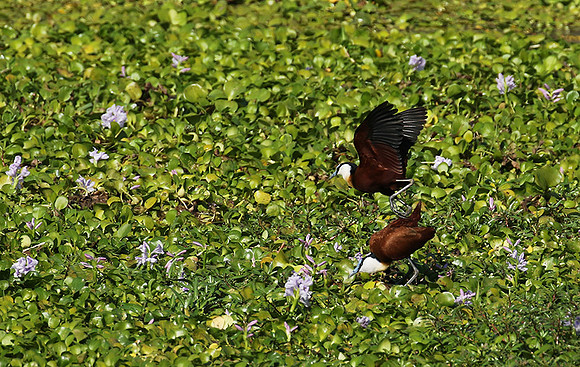 African jacana