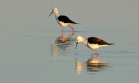 Black-winged stilt - Hwange NP