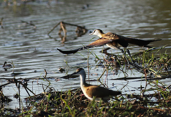 Lesser jacana
