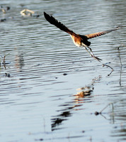 Lesser jacana