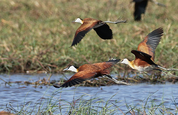Lesser jacana