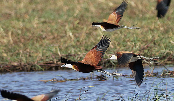 Lesser jacana