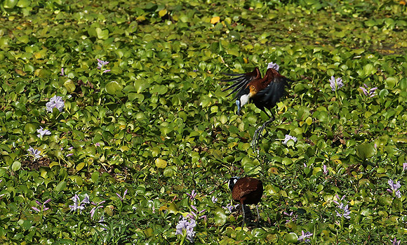 African jacana