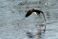 Lesser jacana
