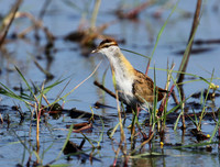 Lesser jacana
