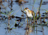 Lesser jacana
