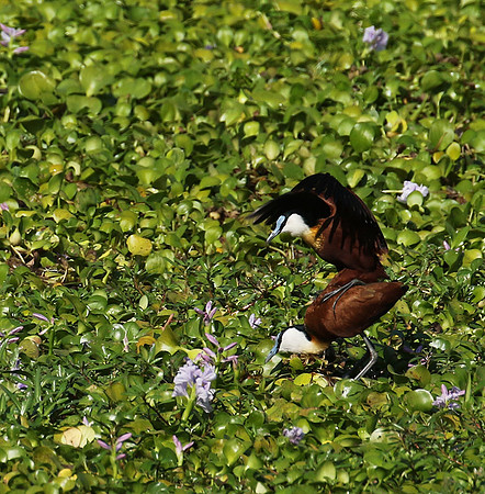 African jacana