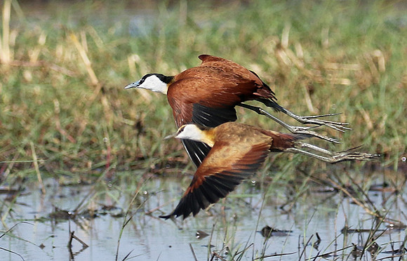 Lesser jacana