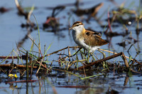 Lesser jacana