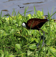 African jacana - Grumeti (Serengeti)