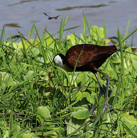 African jacana - Grumeti (Serengeti)