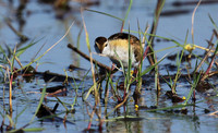 Lesser jacana