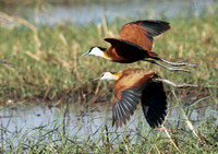 Lesser jacana