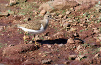 Common sandpiper