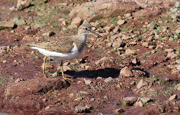 Common sandpiper