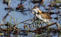 Lesser jacana