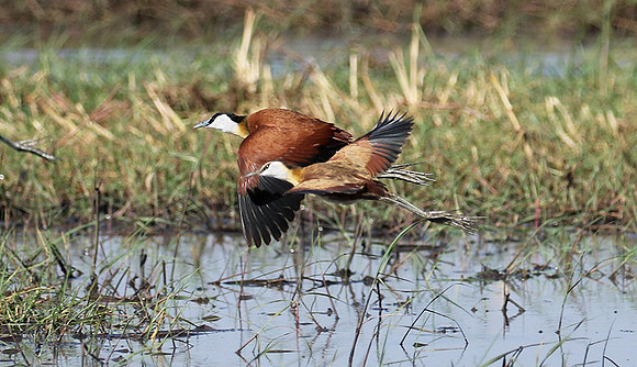 Lesser jacana