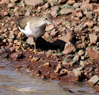 Common sandpiper