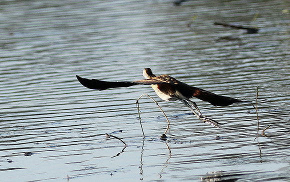 Lesser jacana