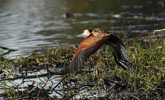 Lesser jacana