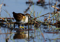 Lesser jacana