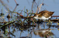 Lesser jacana