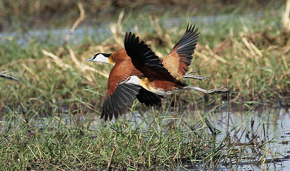 Lesser jacana