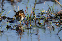 Lesser jacana